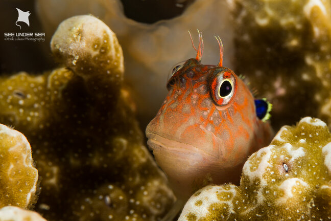 An earspot blenny peers out of its hiding spot in the hard coral