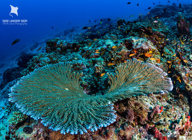 Beautiful hard and soft corals