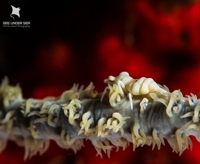 Wire coral shrimp