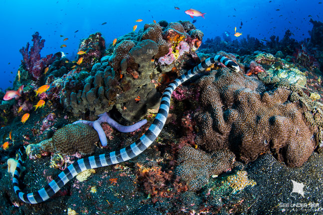 Sea kraits are often found free swimming in the Andamans