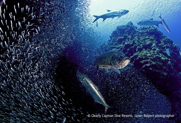 Cobalt Coast Cayman's underwater photo