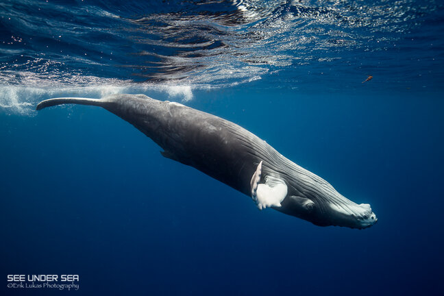 Humpback whale in Moorea