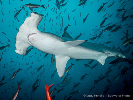 hammerhead shark underwater photo