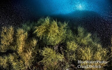 Sea of Cortez 2016 Bluewater Trip
