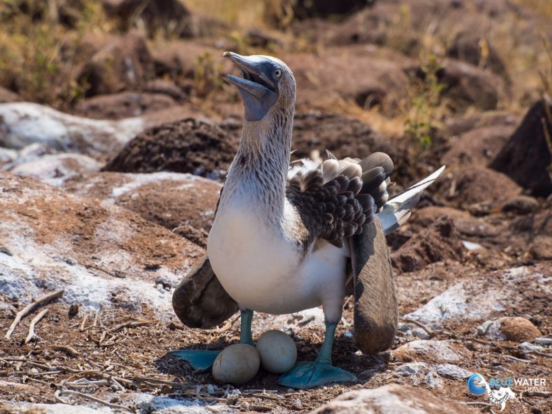 Blue footed booby seen on our Galapagos group trip in March 2019