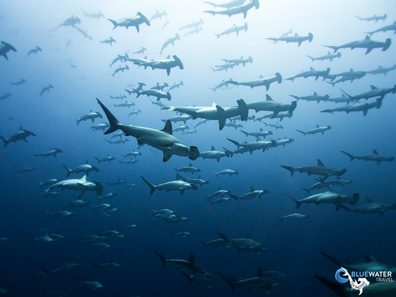 Wall of hammerhead sharks in Galapagos, captured in March 2019