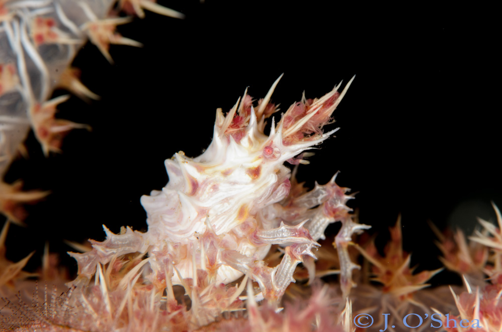 Soft Coral Crab