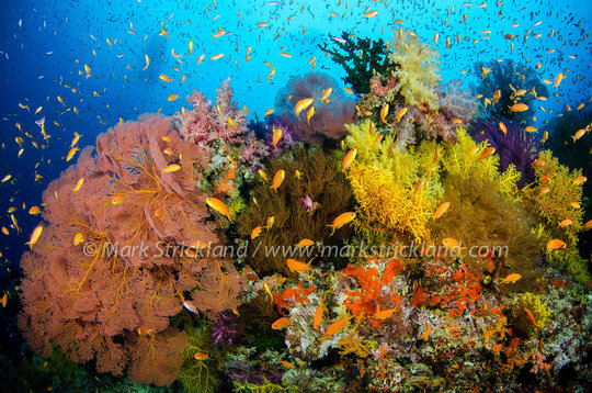 Reefscape of Fiji by photographer Mark Strickland