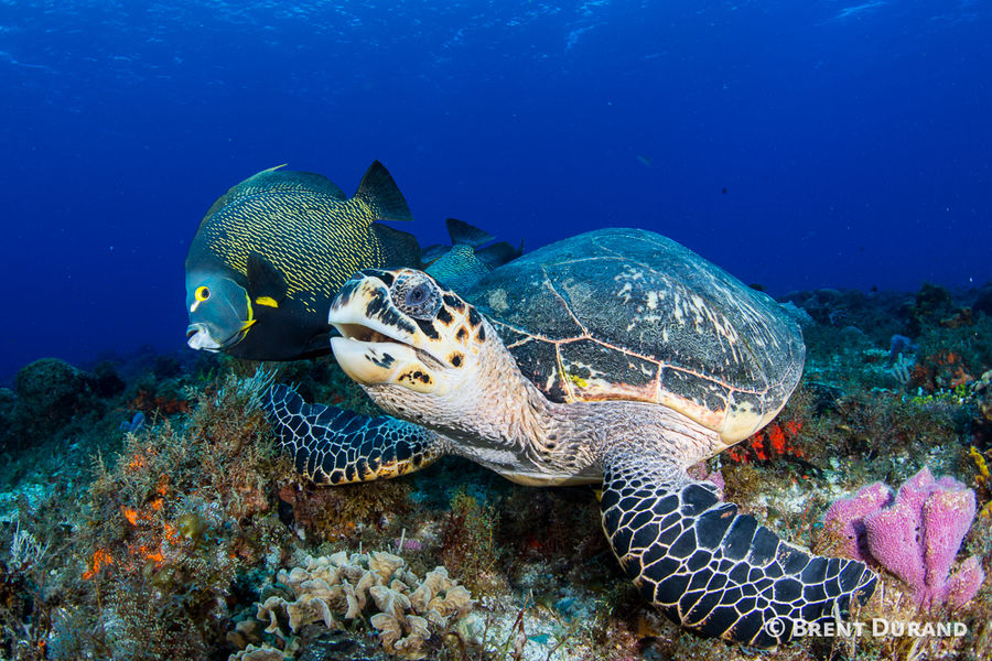 Turtle and fish in Cozumel | Best Diving in the Caribbean - Top 12 