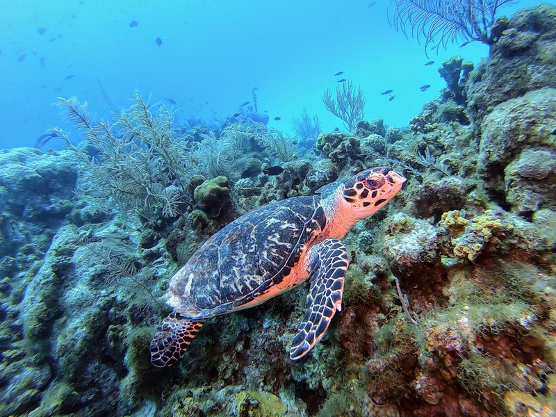 Grand cayman diving