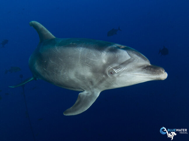 A dolphin underwater in Socorro