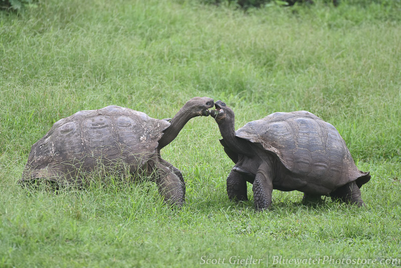 Galapagos Tortoises fighting