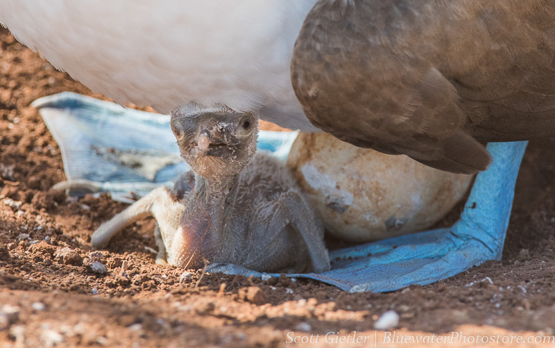 blue-footed boobie baby