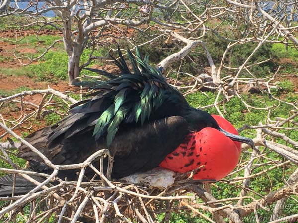 Galapagos Frigatebird Red throat