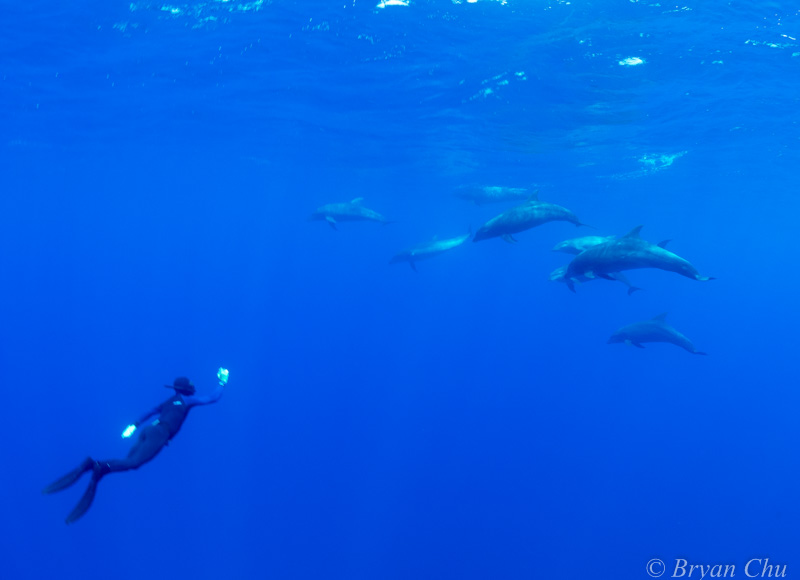 Galapagos dolphins Darwin