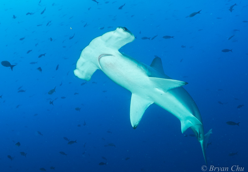Hammerhead shark Galapagos underwater photo