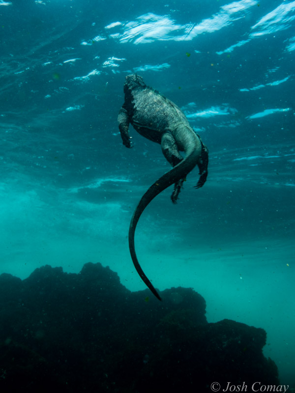 Galapagos Marine Iguana swimming