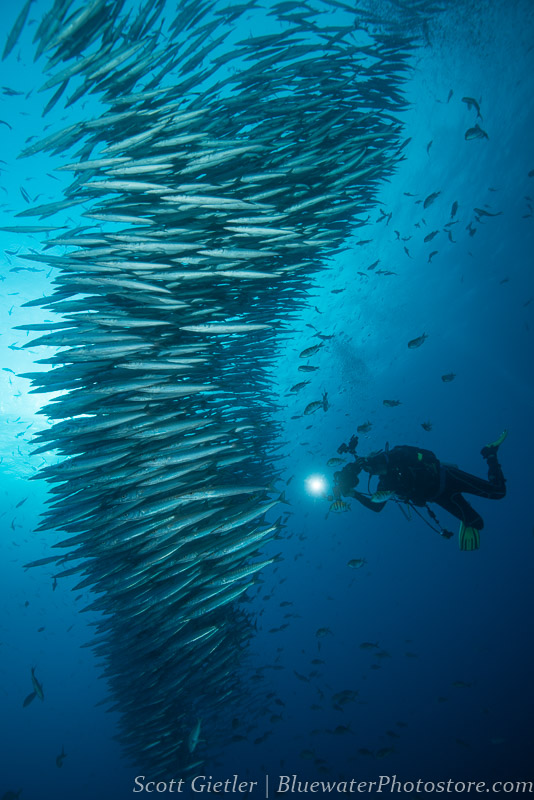 schooling barracuda Galapagos diving