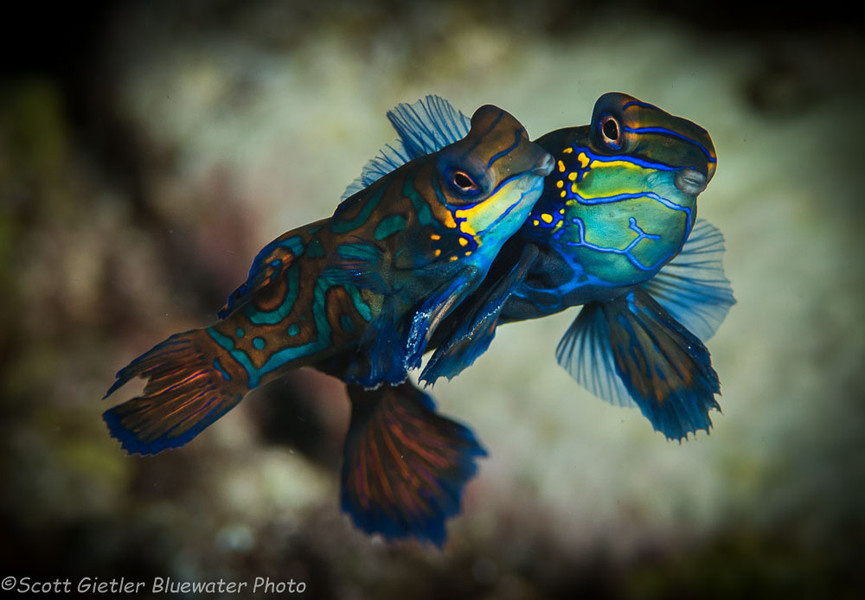 Mating mandarin fish found while diving in Dumaguete, Philippines