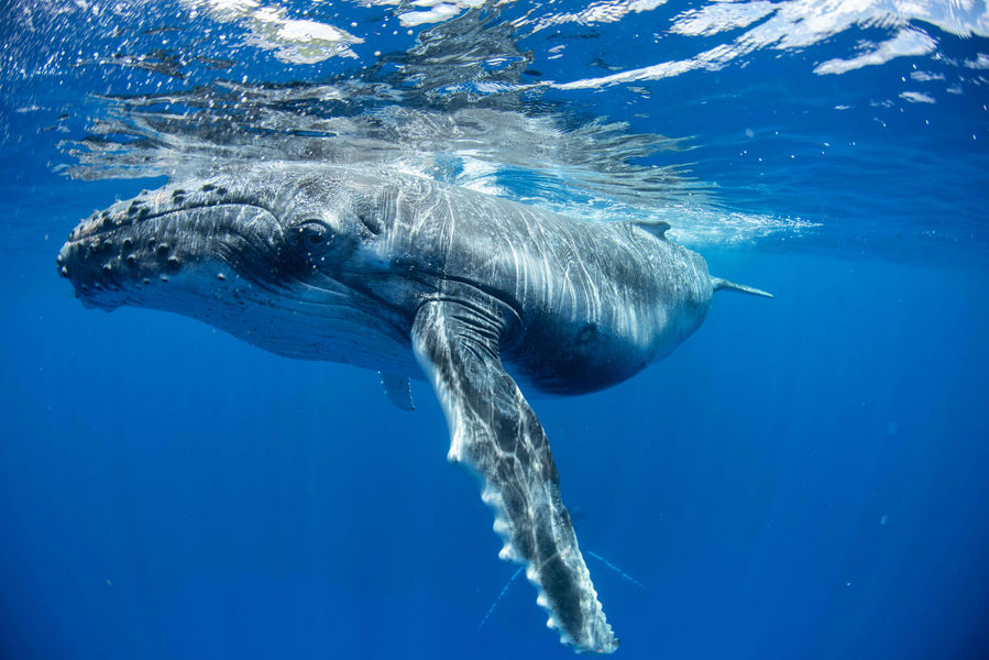 Humpback Whale in Moorea