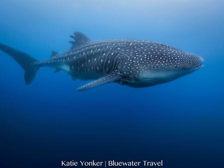Galapagos whale shark spotted in May 2018