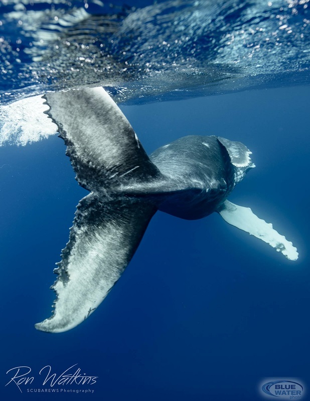 Moorea humpback whale tail