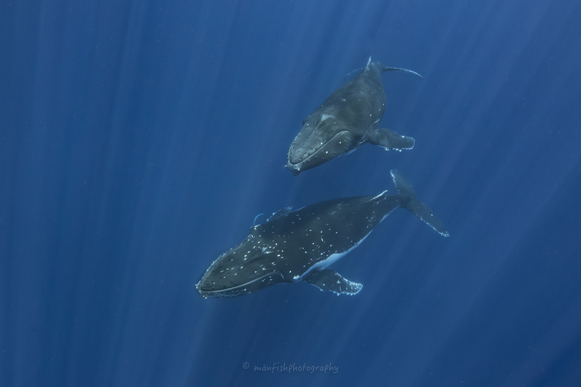 Humpback whales in Moorea