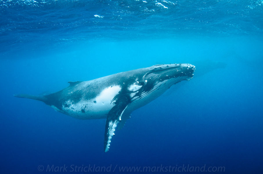 Humpback Whale in Tonga, French Polynesia