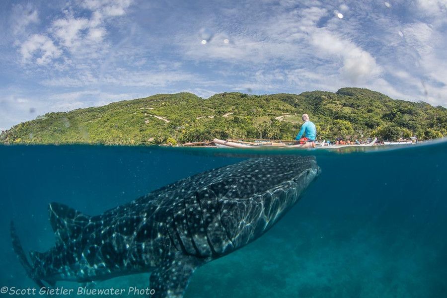 Whale shark diving and snorkeling at Oslob
