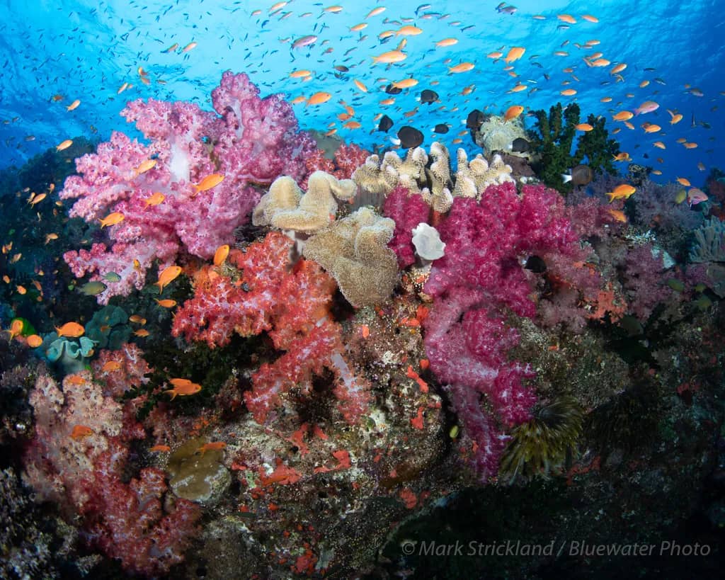Colorful Reefs