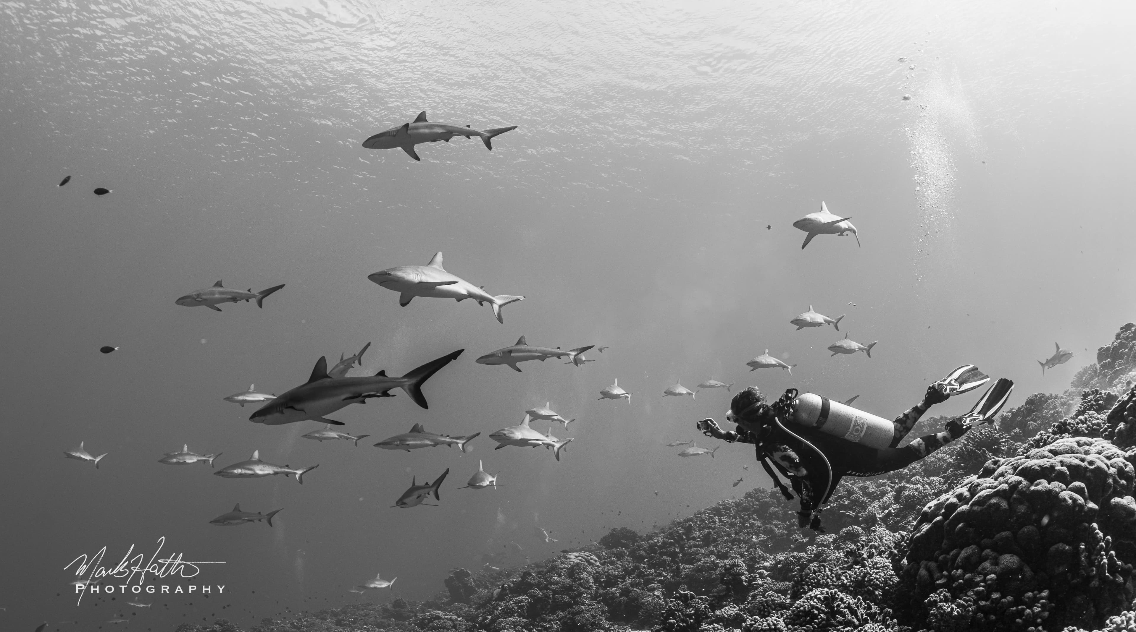 Underwater photograph captures a breathtaking moment of a scuba diver surrounded by a large group of sharks.
