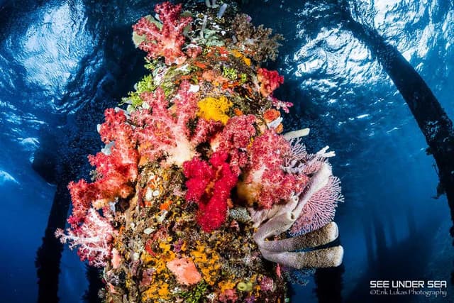 Top 20 Dive Sites in the World