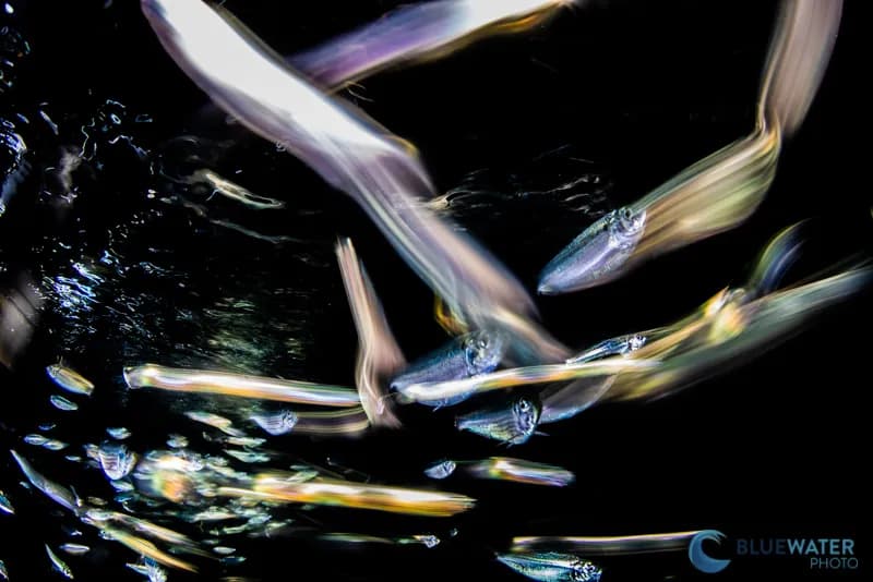 Sea of Cortez Trip Report 2021 - image