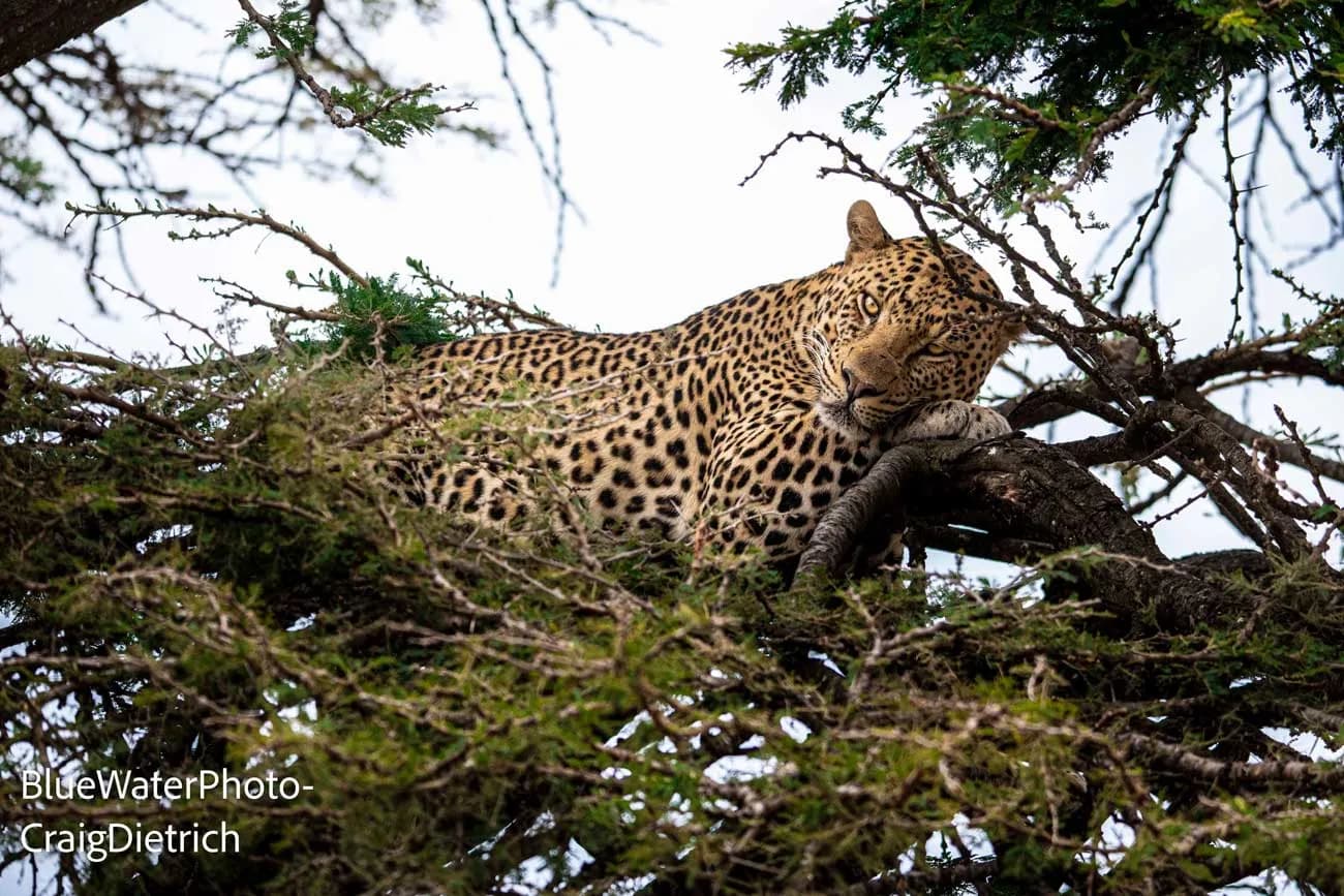Tanzania Big Game Safari Trip Report August 2022 - image