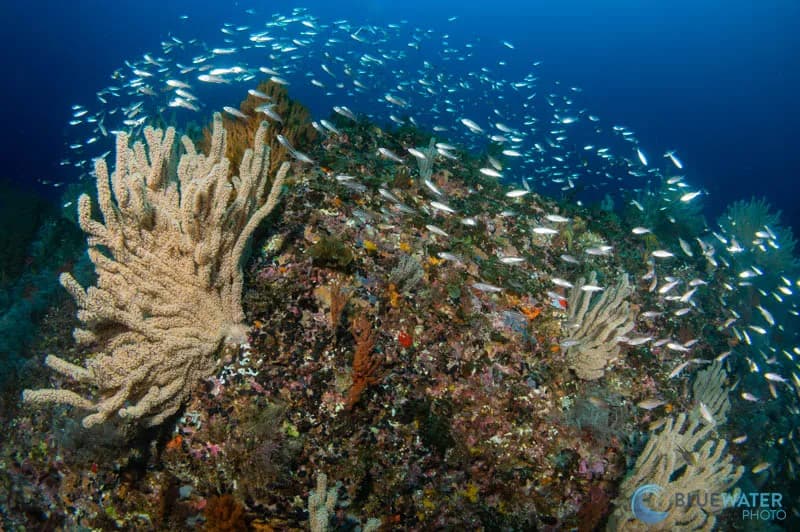 Sea of Cortez Trip Report 2022 - image