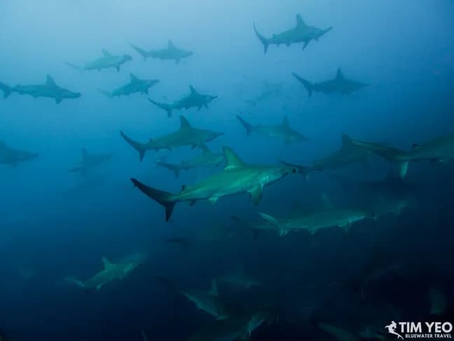 Dive Insurance - An Essential Piece of Equipment - image