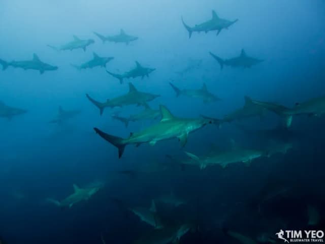 Dive Insurance - An Essential Piece of Equipment