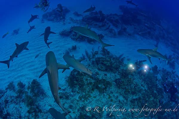 Bahamas Master - New Cabin Updates! - image