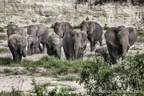 African Safaris | Land - image