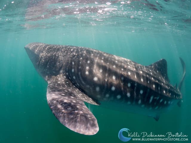 Sea of Cortez Sail & Whale Encounter