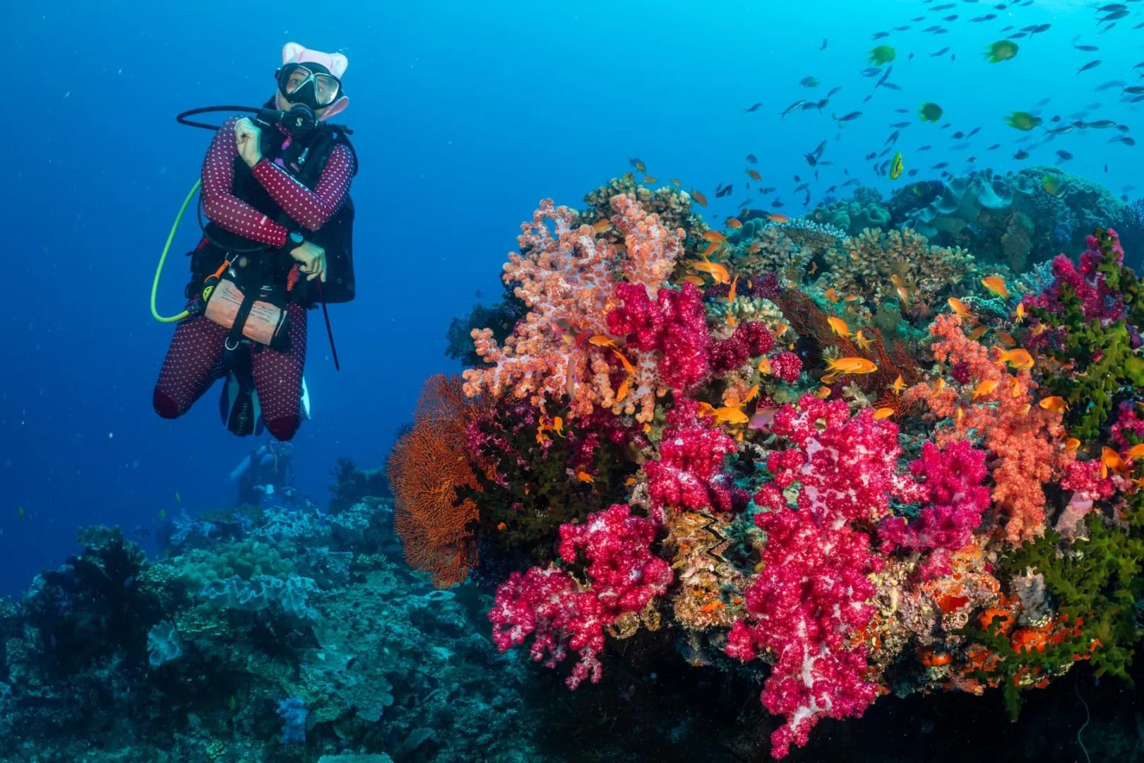 Accessible Dive Travel - image