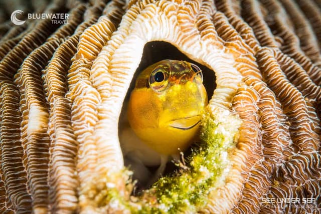 Alor Trip Report 2025