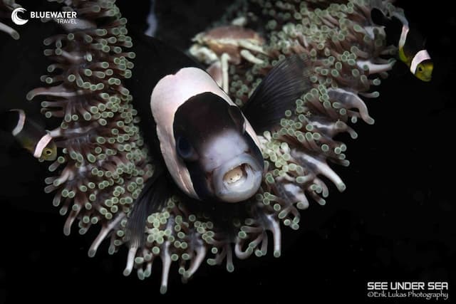 Lembeh Trip Report 2025