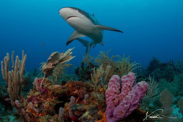 Caribbean Diving in Roatán – Wrecks, Walls, and Reef Critters