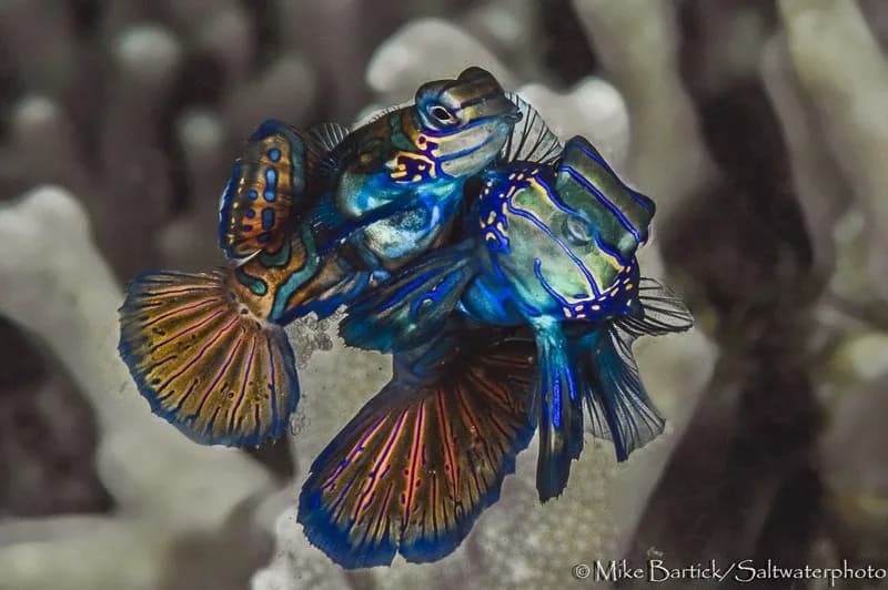 Lembeh Trip Report June 2014 - image