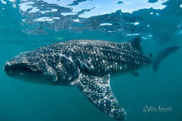 La Paz Big Animal Workshop Photo Journal - image