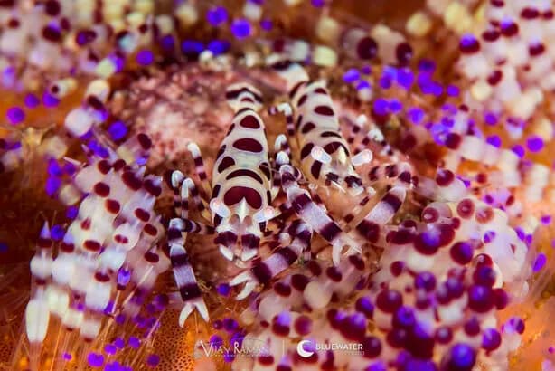 Anilao Workshop Trip Report December 2015 - image