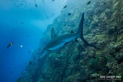 Trip Report of 2017 Socorro Photo Workshop - image