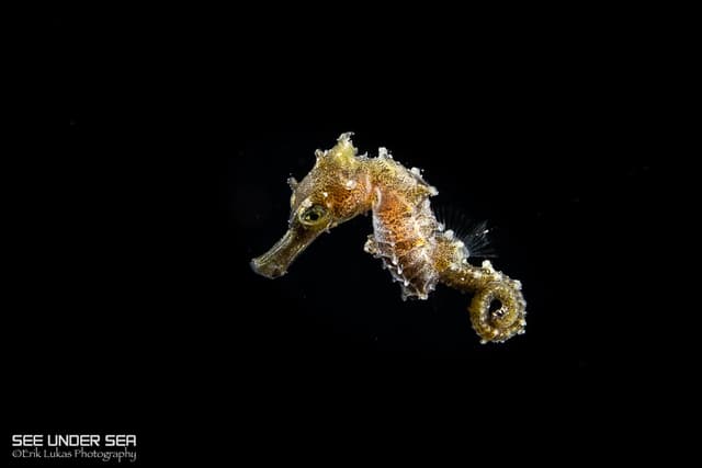 Lembeh Macro Critter Workshop 2026