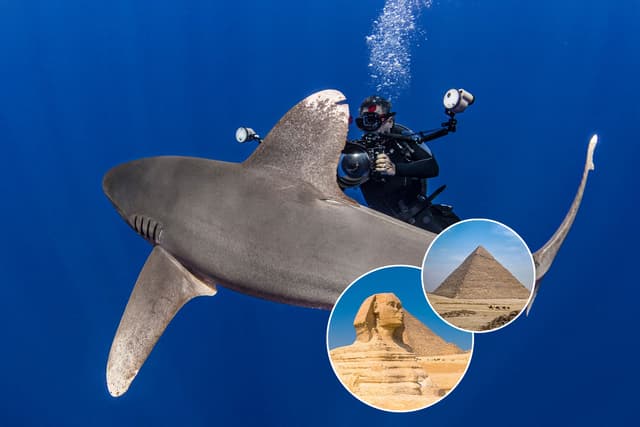 Red Sea Sharks And Iconic Wrecks Adventure 2026
